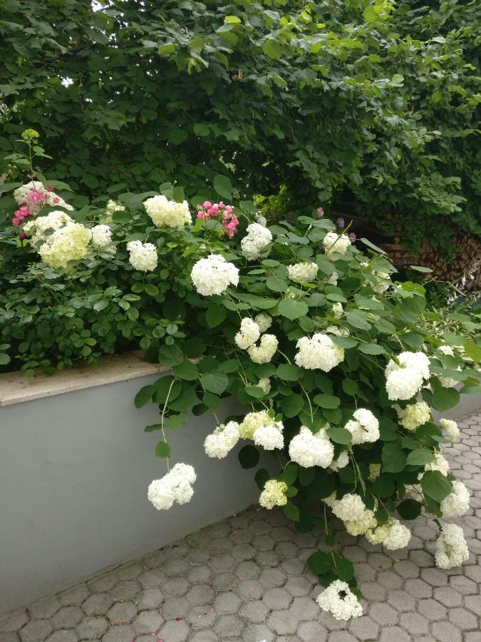 Apartman Malina 카를로바츠 외부 사진